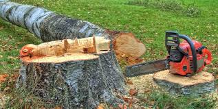 Best Stump Grinding and Removal  in Holley, NY