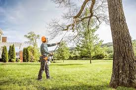 Best Organic Lawn Care Solutions  in Holley, NY