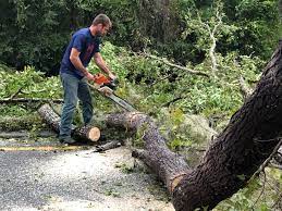 Best Tree Risk Assessment  in Holley, NY