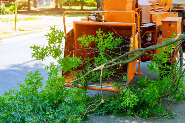 Leaf Removal in Holley, NY
