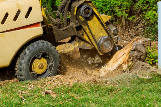 Best Lawn Irrigation Installation and Maintenance  in Holley, NY