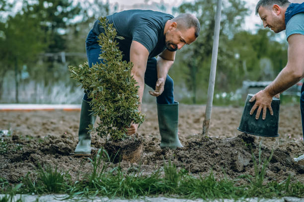 Professional Tree Services in Holley, NY