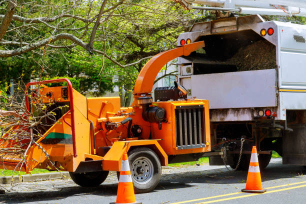 Best Tree Disease Treatment  in Holley, NY