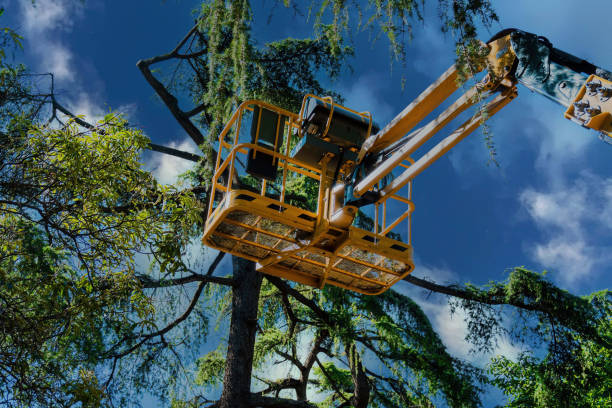 Best Fruit Tree Pruning  in Holley, NY