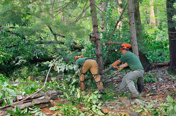 Best Tree Cabling and Bracing  in Holley, NY