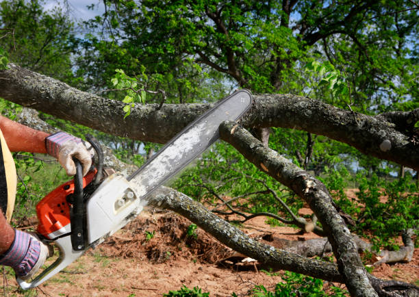 How Our Tree Care Process Works  in  Holley, NY