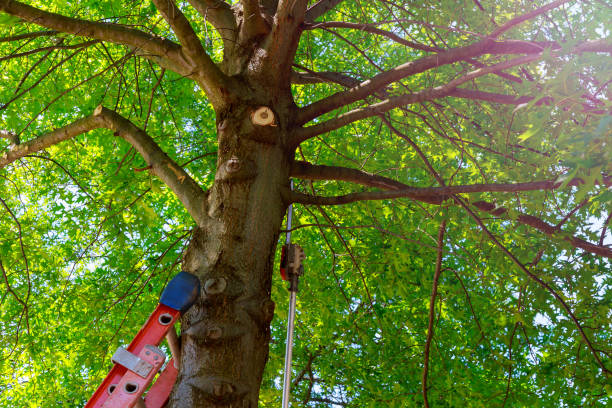 Best Tree Maintenance Programs  in Holley, NY